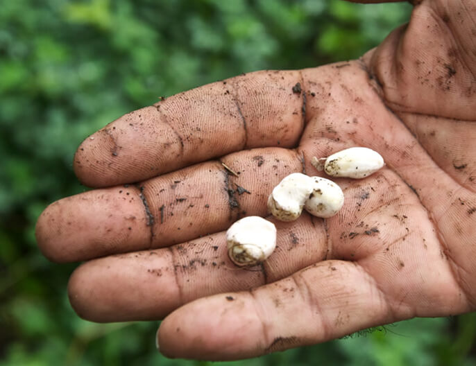 main producteur cacahuÃ¨te Nicaragua